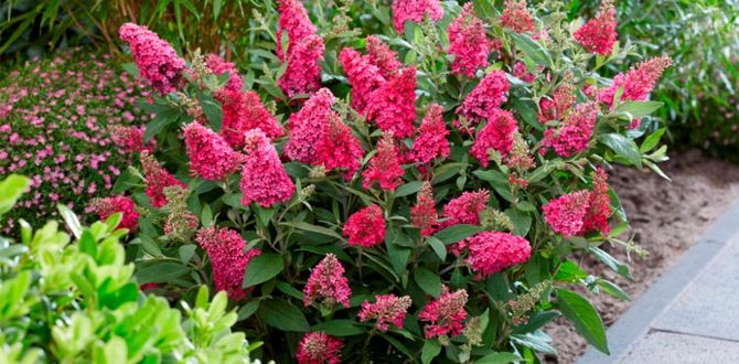 Будлея Давида: восхитительный кустарник для вашего сада без лишних забот