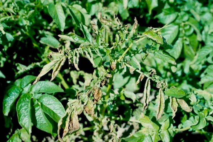 Почему листву картофеля может постигнуть увядание и как с этим справиться