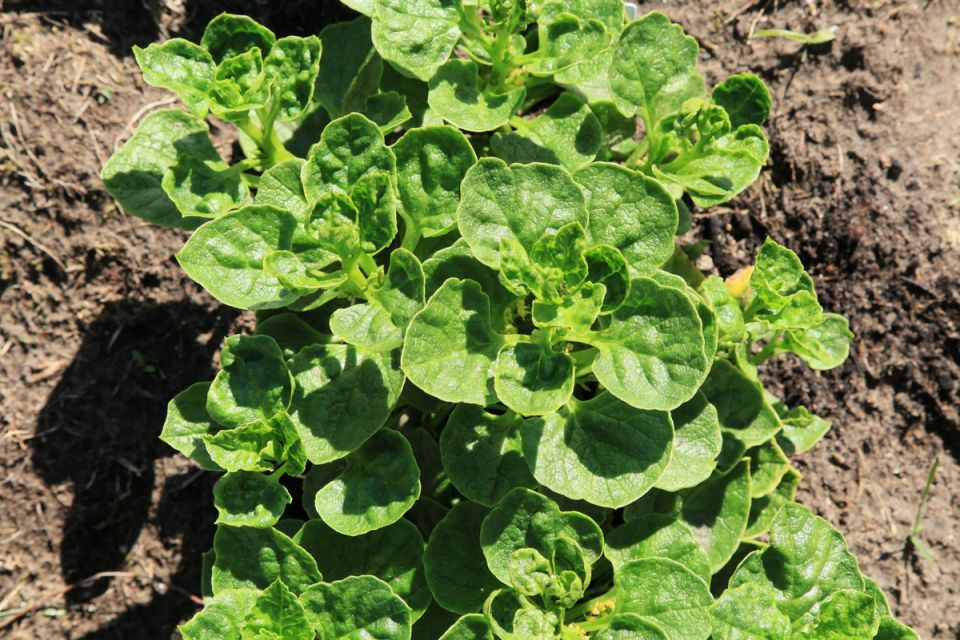 Уллюко: картофель из высокогорий с уникальным вкусом