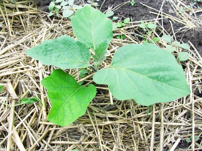 ��� ������ �������� ��������� ������ �����: ������ �������� ������������