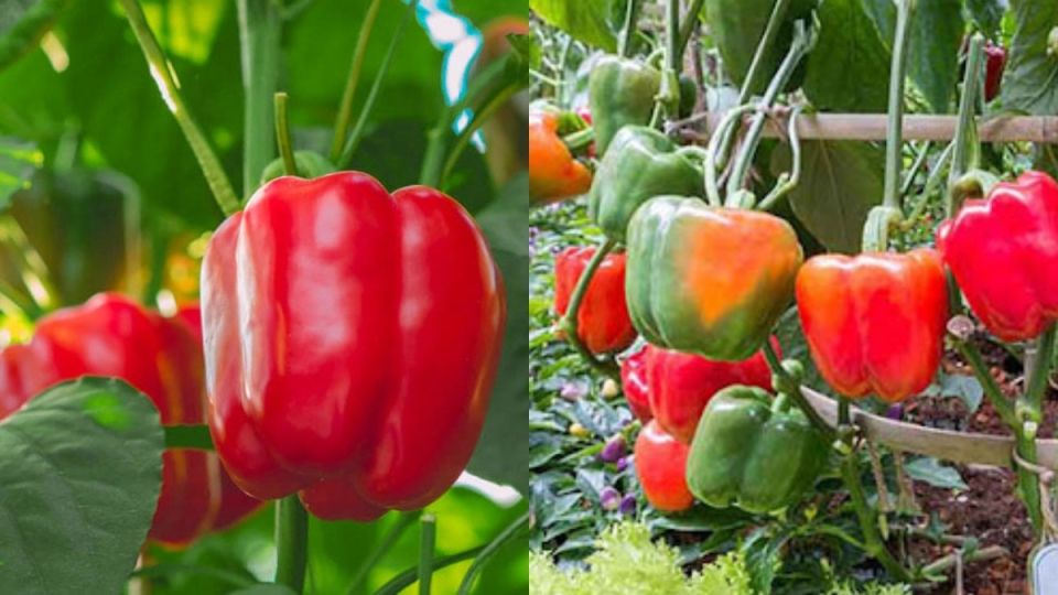 ��� ��������� ����� �� ����� �������: ������� ������ �������������� ��������